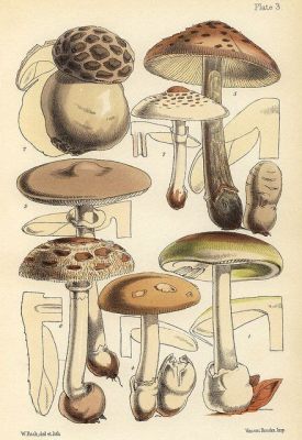 The Xenophobe's Toadstool! A Curious Tale from Ancient Britain?