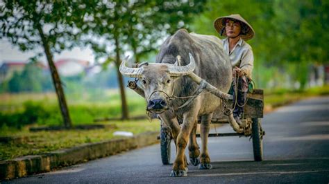   The Water Buffalo That Could Fly : Une fable vietnamienne envoûtante du XVIIe siècle !